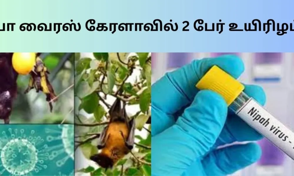 நிபா வைரஸ் கேரளாவில் 2 பேர் உயிரிழப்பு!