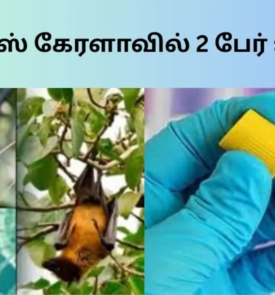 நிபா வைரஸ் கேரளாவில் 2 பேர் உயிரிழப்பு!